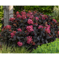Hydrangea