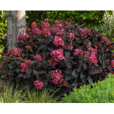 Hydrangea